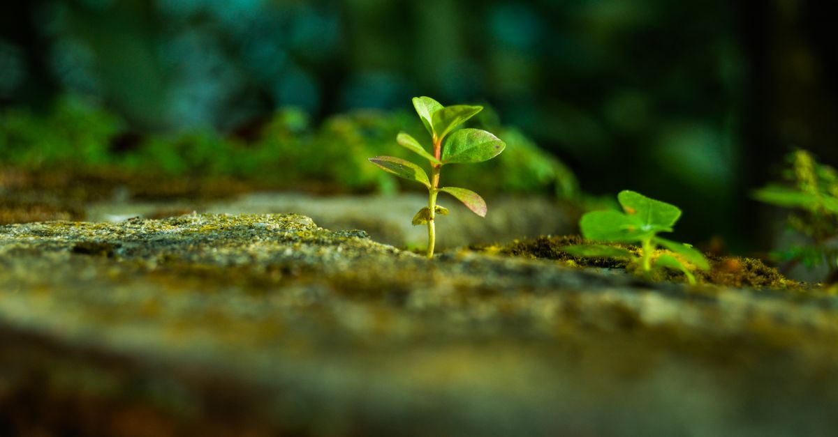 Close-up of a small plant sprouting amidst moss on a forest floor, highlighting new life.